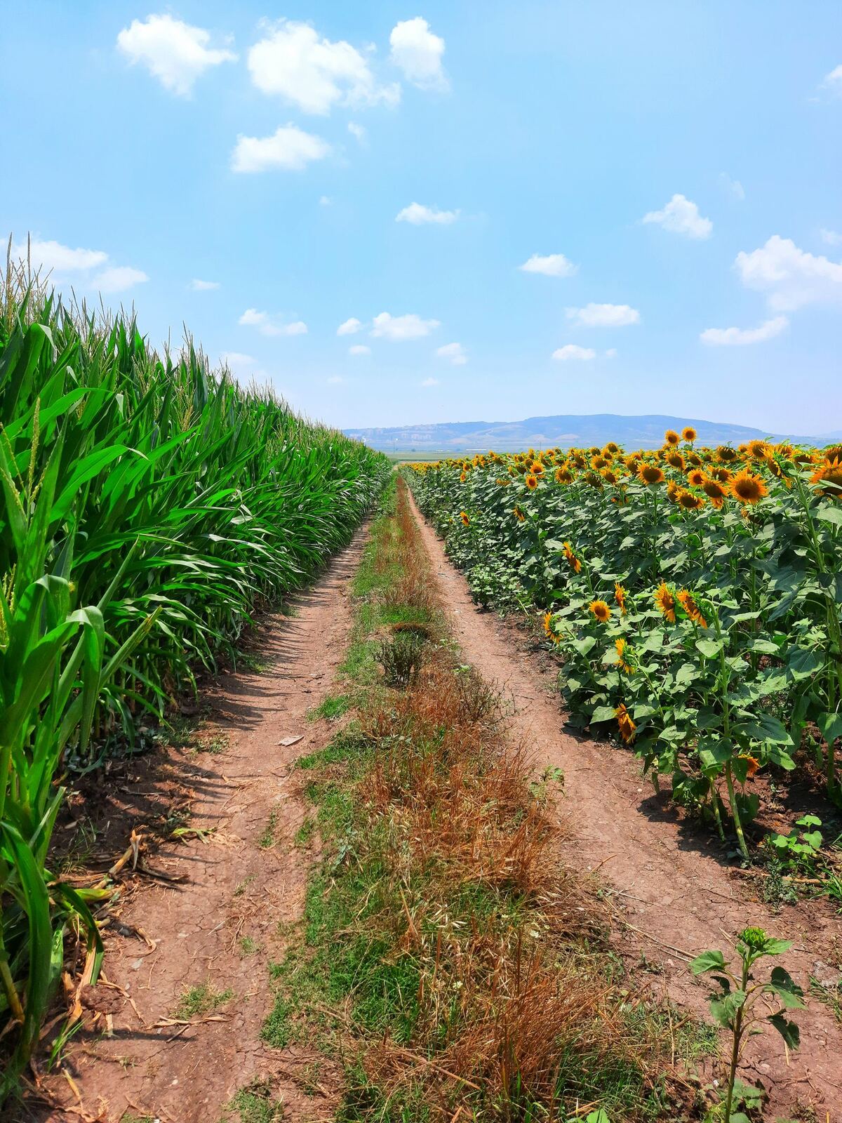 Le chemin des Coteaux entre maïs et tournesols